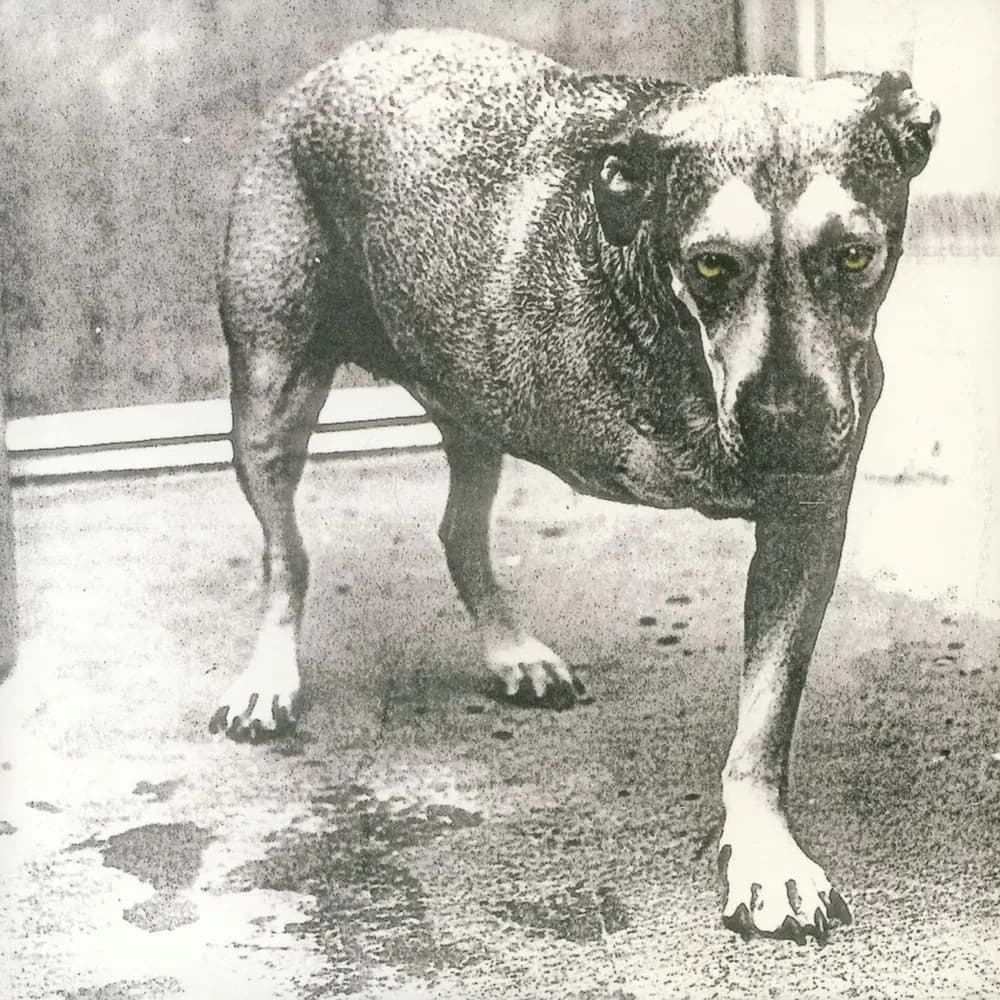 Alice In Chains - Alice In Chains (Vinilo Doble 2LP Color Amarillo nuevo) - Miniatura 1 en LEMM DJ Store
